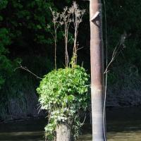 11050_2586 Alter Holzdalben mit Grünpflanzen bewachsen - Stahldalben mit Festmachösen. | Stadtteil Hamburg Cranz - Bezirk Hamburg Harburg - Lauf der Este im Alten Land